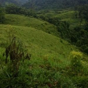 Meet your Posher, Pedro